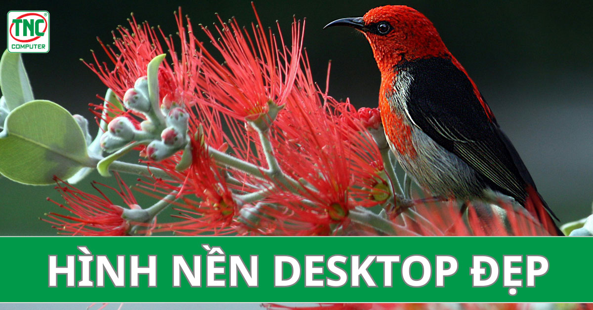 hình nền desktop đẹp